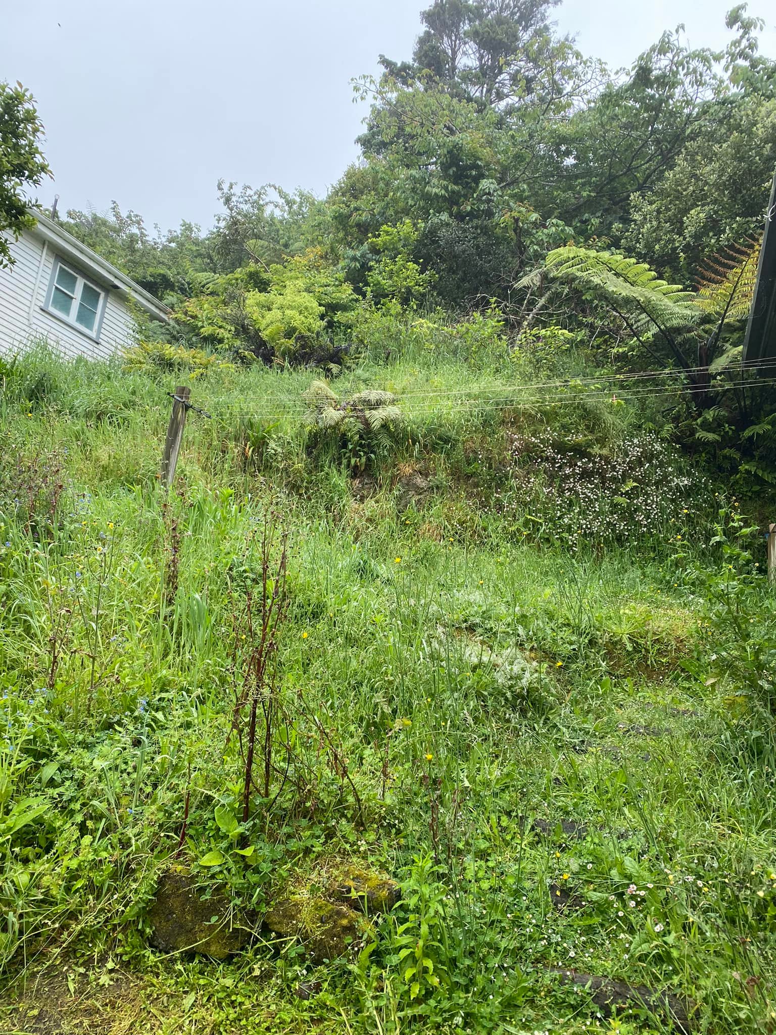 Before image 1